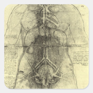 Adesivo Quadrado Anatomia humana de Leonardo da Vinci, mulher Torso