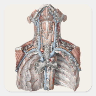 Adesivo Quadrado Anatomia Humana Vintage Garganta, Pescoço, Peito, 