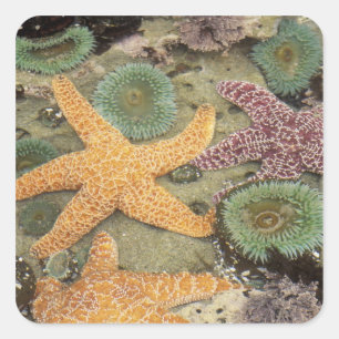 Adesivo Quadrado Anêmonas verdes gigantes e estrelas-do-mar ocre