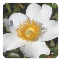 Anemone branco