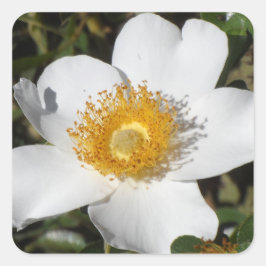 Adesivo Quadrado Anemone branco