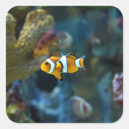 Adesivo Quadrado Anemone Fish