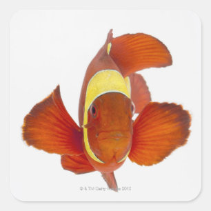 Adesivo Quadrado anemonefish do Espinha-mordente (biaculeatus de