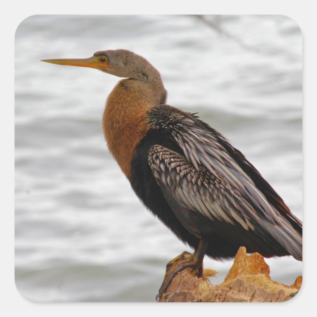 Adesivo Quadrado Anhinga de Vigia (Frente)