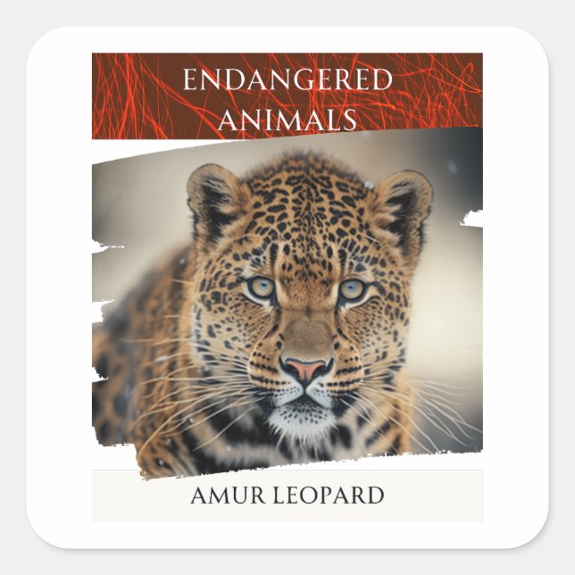 Adesivo Quadrado Animais Ameaçados - Leopardo Amur (Frente)