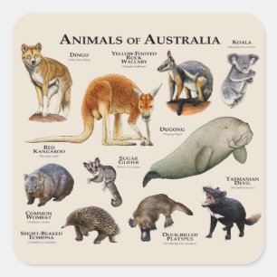 Adesivo Quadrado Animais da Austrália