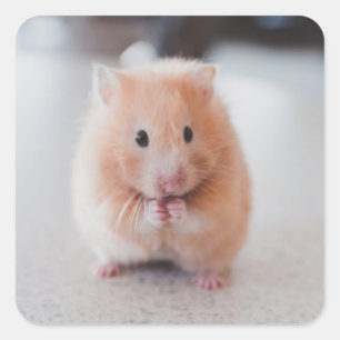 Adesivo Quadrado Animais de amores de hamster