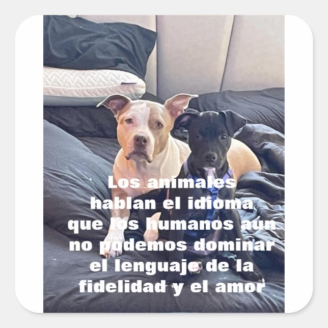 Adesivo Quadrado animal lenguaje (Frente)