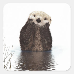 Adesivo Quadrado Animal macio adorável bonito da lontra