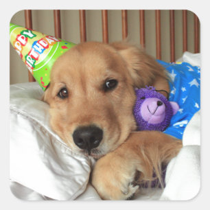 Adesivo Quadrado Aniversário do golden retriever