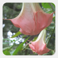 Anjos cor-de-rosa trombetam flores