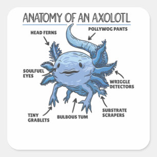 Adesivo Quadrado Anotação Axolotl Anatomia De Um Axolotl