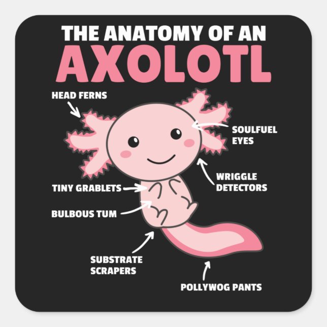 Adesivo Quadrado Anotação Axolotl Anatomia De Um Axolotl (Frente)