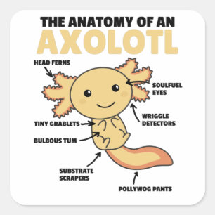 Adesivo Quadrado Anotação Axolotl Anatomia De Um Axolotl
