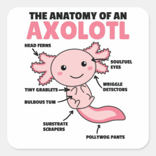 Adesivo Quadrado Anotação Axolotl Anatomia De Um Axolotl