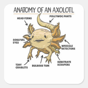 Adesivo Quadrado Anotação Axolotl Anatomia De Um Axolotl