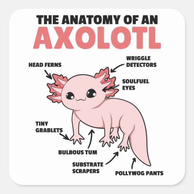 Adesivo Quadrado Anotação Axolotl Anatomia De Um Axolotl (Frente)