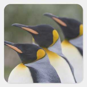 Adesivo Quadrado Antártica, Ilha da Geórgia do Sul (Reino Unido), R