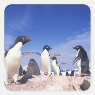 Adesivo Quadrado Antártica, Pinguim-de-adélia Pygoscelis