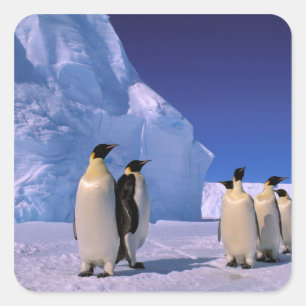 Adesivo Quadrado Antártica, Território Antártico Australiano, 7