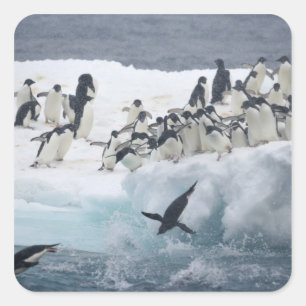 Adesivo Quadrado Antártida, Ilha Paulet. Pinguins Adelie