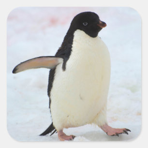 Adesivo Quadrado Antártida. Ilha Petermann. Pinguim-de-adélia