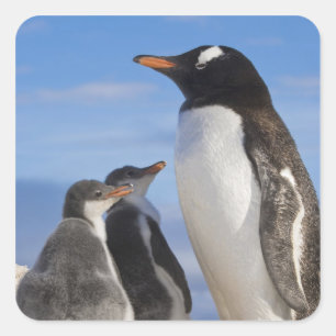Adesivo Quadrado Antártida, Neko Cove (Porto). Pinguim-de-gentoo 2