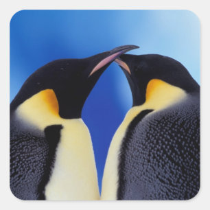 Adesivo Quadrado Antártida, Pinguins Imperadores