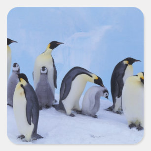 Adesivo Quadrado Antártida, Pinguins Imperadores