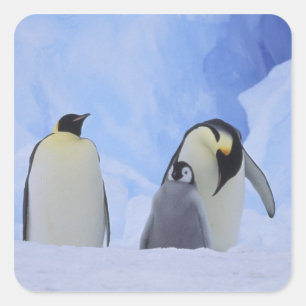 Adesivo Quadrado Antártida. Pinguins-imperadores e filhote