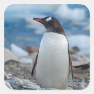 Adesivo Quadrado Antártida. Porto Neko. Pinguim-de-gentoo