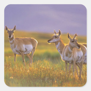 Adesivo Quadrado Antílope de Pronghorn em Montana