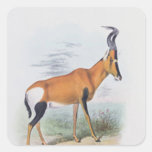 Adesivo Quadrado Antílope, "do livro dos antílopes",