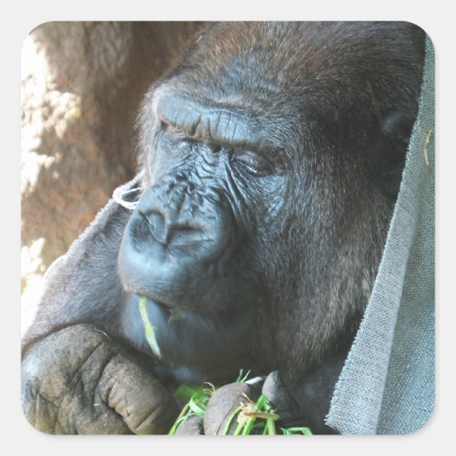 Adesivo Quadrado Ape hood ~ Japonês Gorilla Eating (Frente)