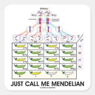 Adesivo Quadrado Apenas chame-me Mendelian (as genéticas quadradas