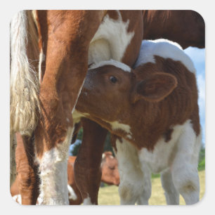 Adesivo Quadrado Aproximação do aleitamento do vitelo