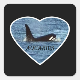 Adesivo Quadrado Aquário Personalizado Baleia Orca Personalizável