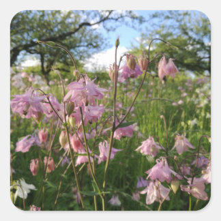 Adesivo Quadrado Aquilégias pasto debaixo de macieiras