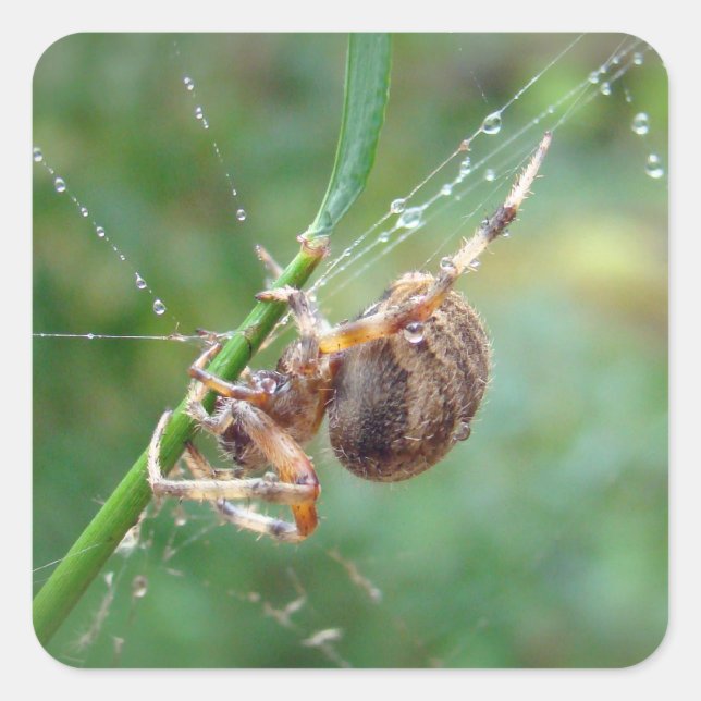 Adesivo Quadrado Araneus - Orb Weaver Spider (Frente)