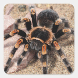 Adesivo Quadrado Aranha Vermelha Mexicana Tarantula