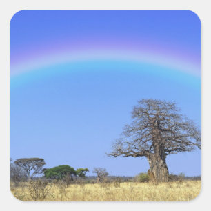 Adesivo Quadrado Arco-íris e árvore baobá africano, Adansonia