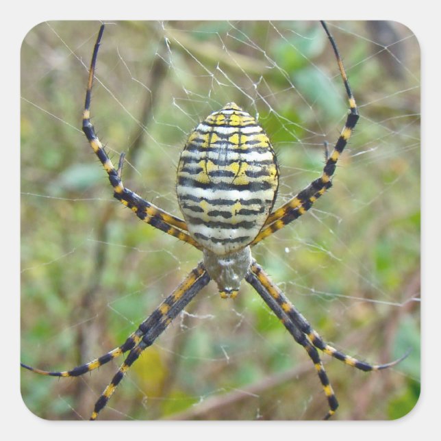 Adesivo Quadrado Argiope trifasciata Orb Weaver Spider (Frente)
