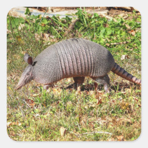 Adesivo Quadrado Armadillo