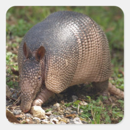Adesivo Quadrado Armadillo Stickers