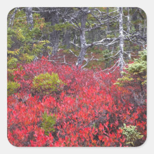 Adesivo Quadrado Aromas e pinheiros de mirtilo