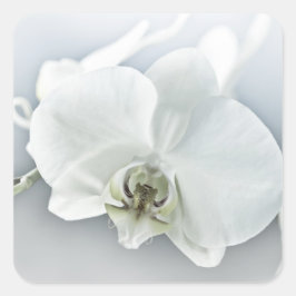 Adesivo Quadrado Arte Botânica de Orquídea Branca Elegante