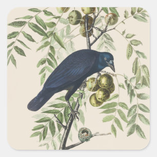 Adesivo Quadrado Arte da Natureza do Corvo Americano Audubon Vintag