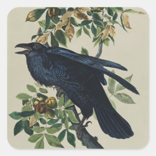 Adesivo Quadrado Arte da Natureza do Corvo de Audubon Vintage