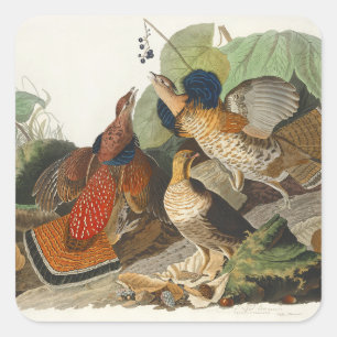 Adesivo Quadrado Arte da Natureza do Galo-da-serra Vintage Audubon