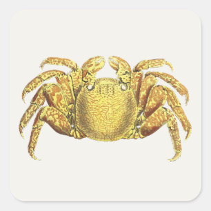 Adesivo Quadrado Arte de Parede Náutica Vintage de Caranguejo Varia